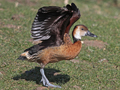 White-faced Whistling Duck x Fulvous Whistling Duck hybrid